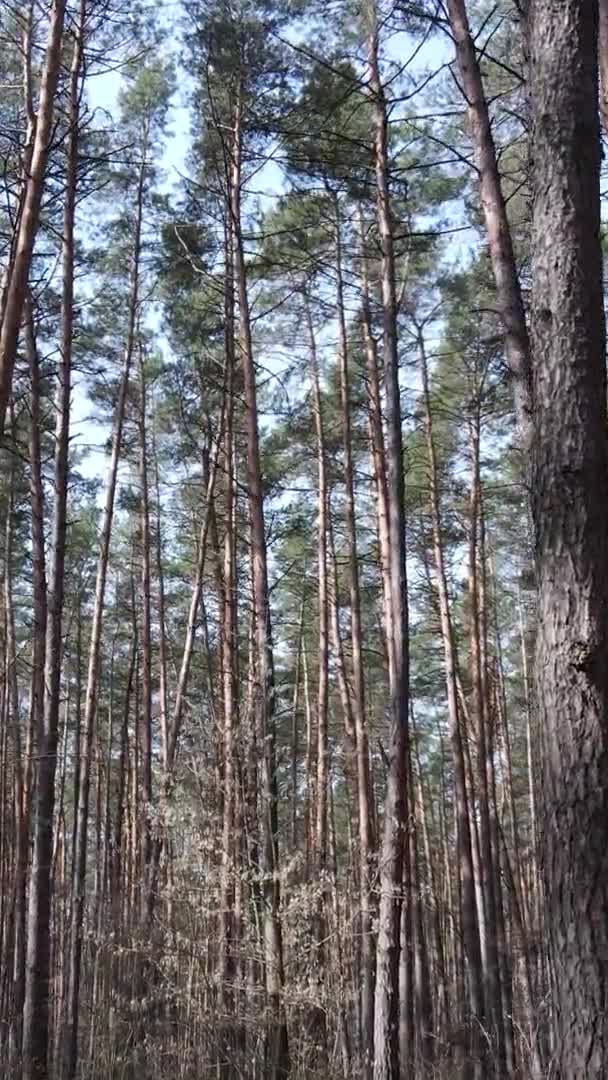 Vertikales Video von schöner Waldlandschaft — Stockvideo