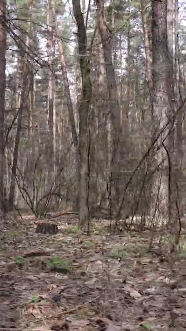 Vídeo vertical de bela paisagem florestal — Vídeo de Stock