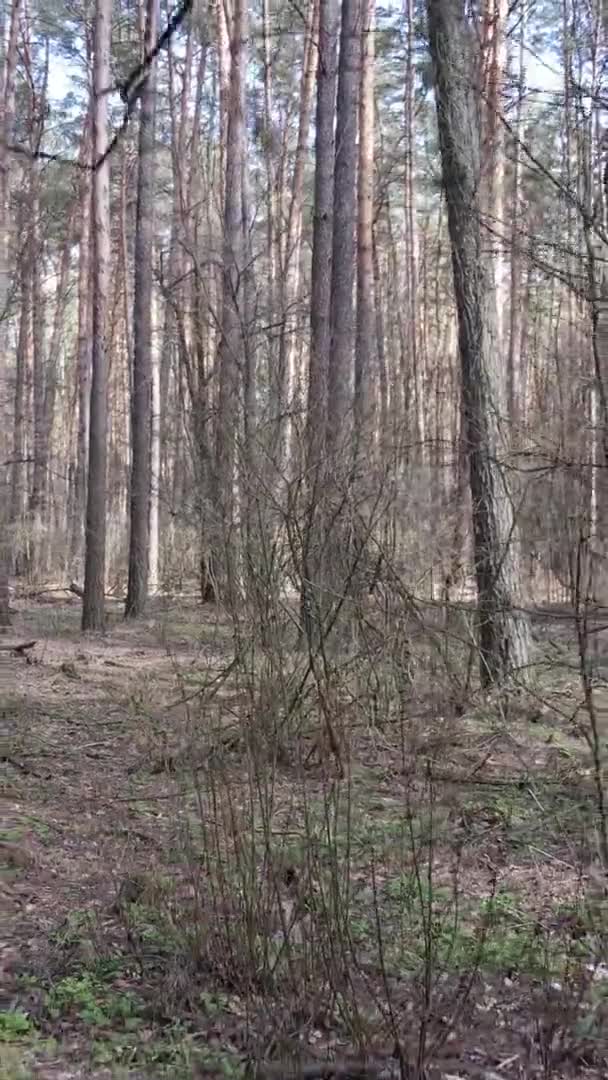 美しい森林景観の垂直ビデオ — ストック動画