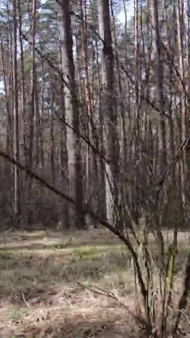 Vidéo verticale de beau paysage forestier