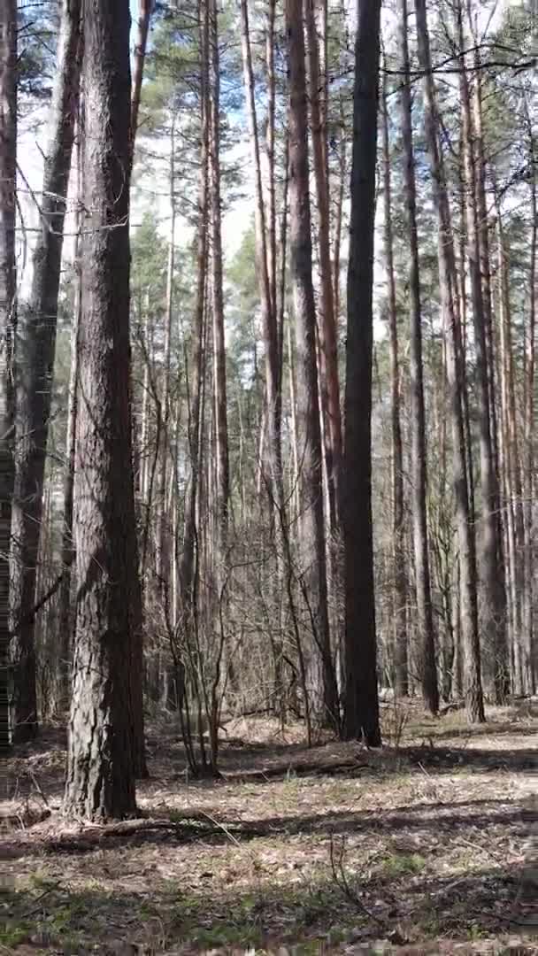 Vidéo verticale de beau paysage forestier