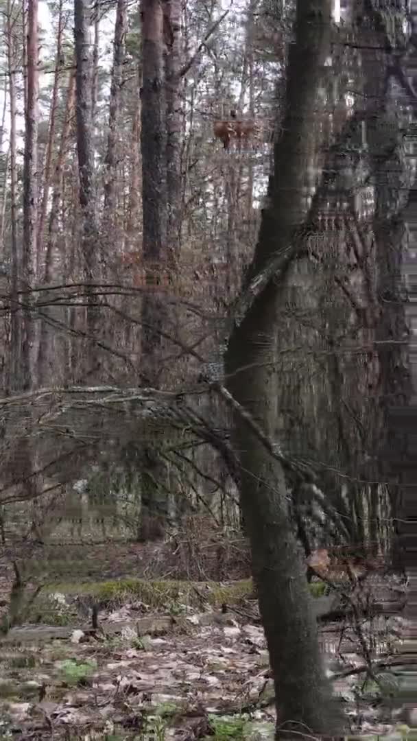 아름다운 숲 풍경을 담은 수직 영상 — 비디오