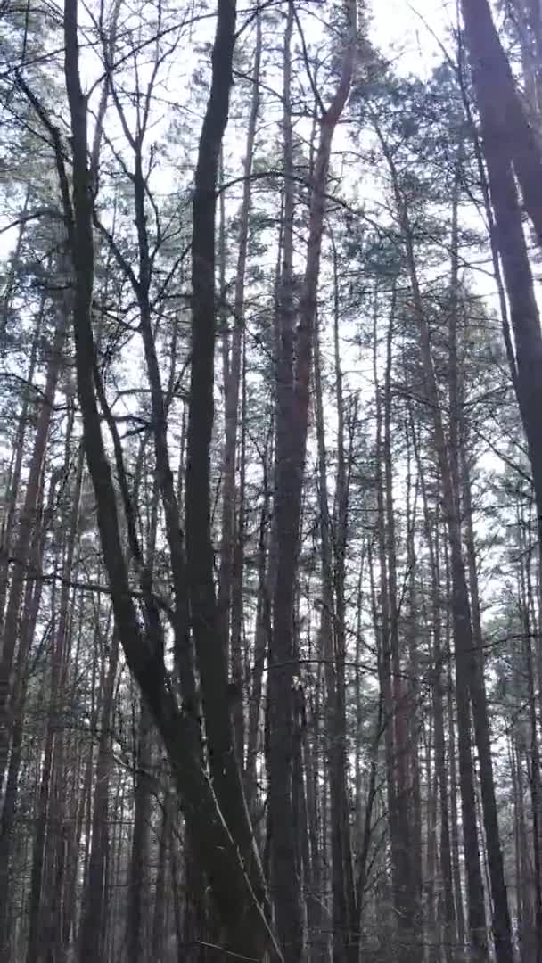 Video vertikal pemandangan hutan yang indah — Stok Video