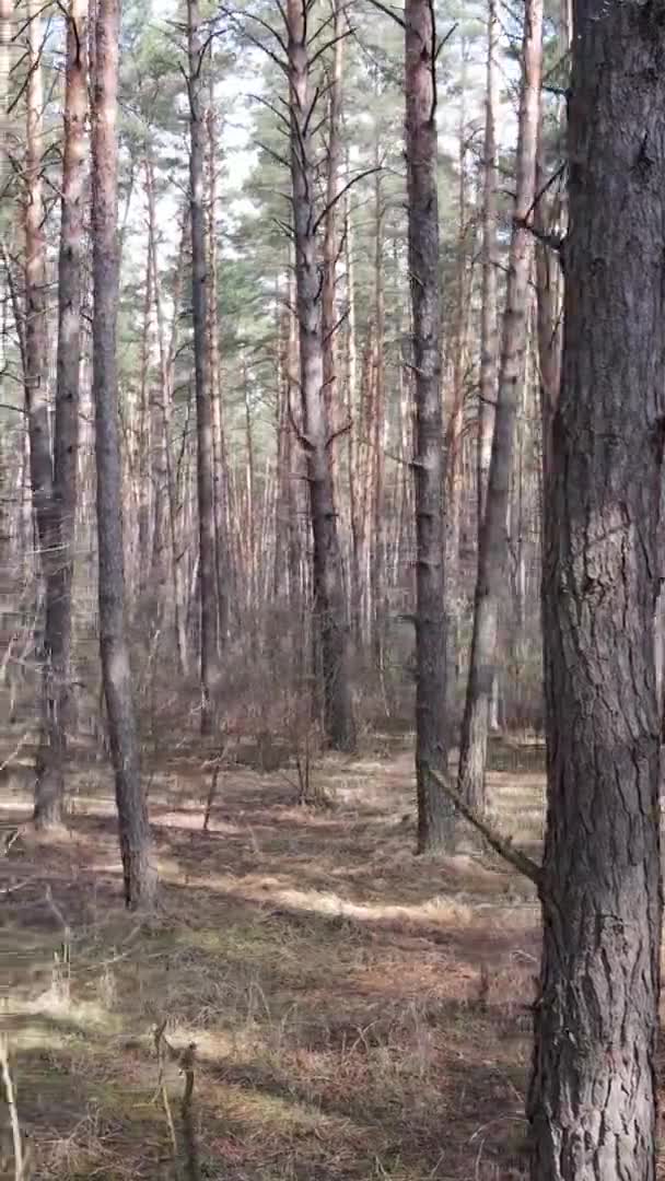 Vídeo vertical de hermoso paisaje forestal — Vídeos de Stock