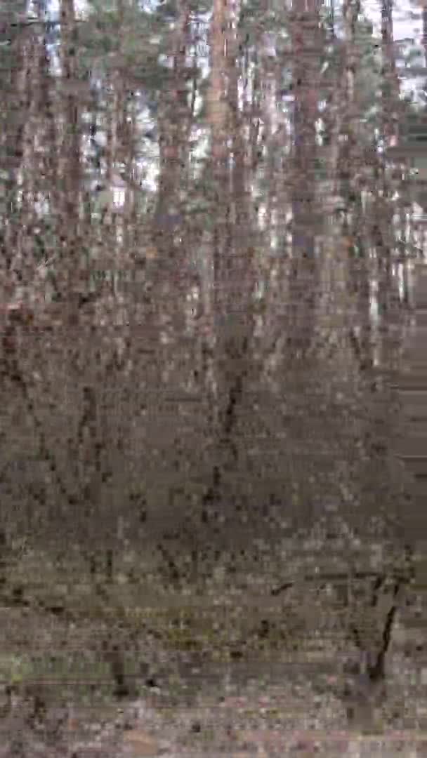 Függőleges videó gyönyörű erdő táj — Stock videók