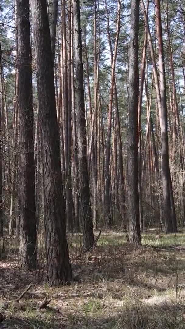 Vídeo vertical de hermoso paisaje forestal — Vídeo de stock