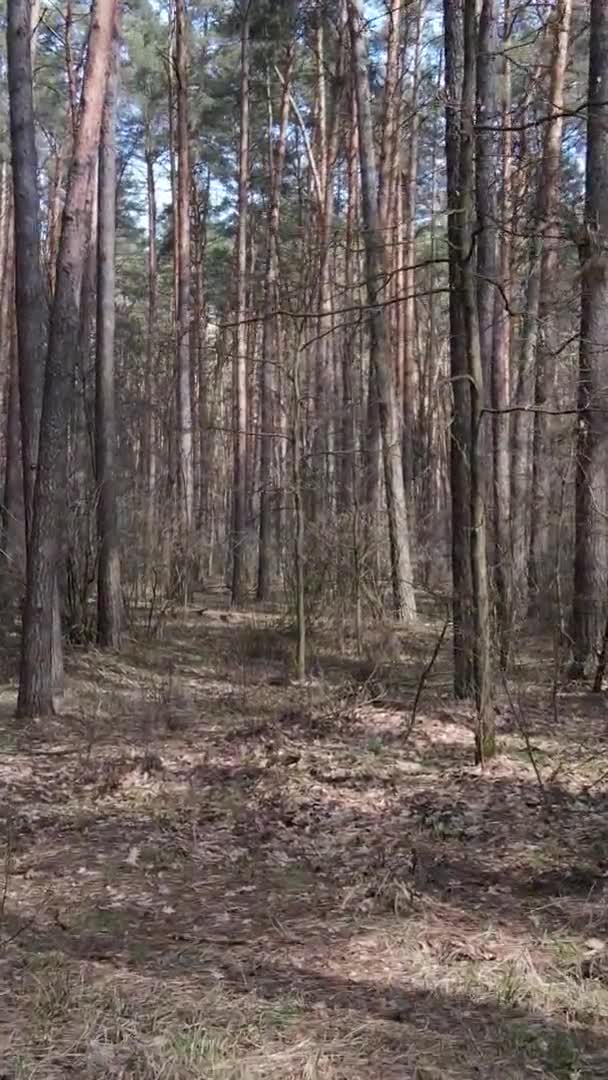 Vidéo verticale de beau paysage forestier
