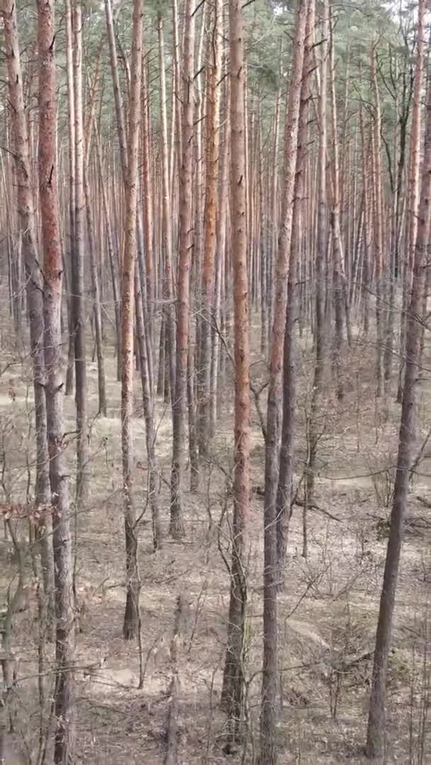 Pystysuora video kaunis metsä maisema — kuvapankkivideo