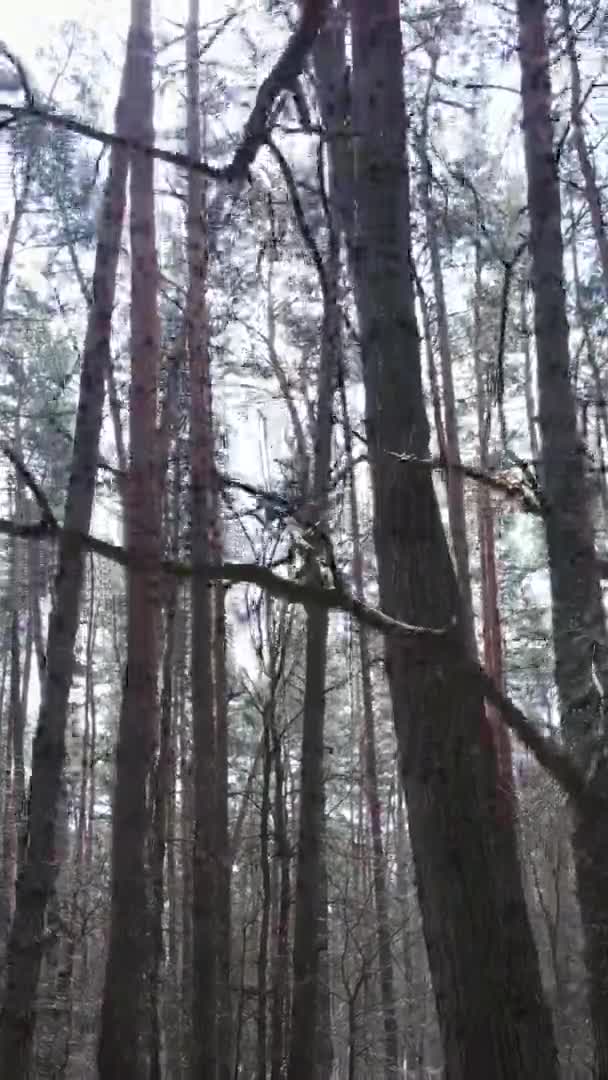 Vertikales Video von schöner Waldlandschaft — Stockvideo