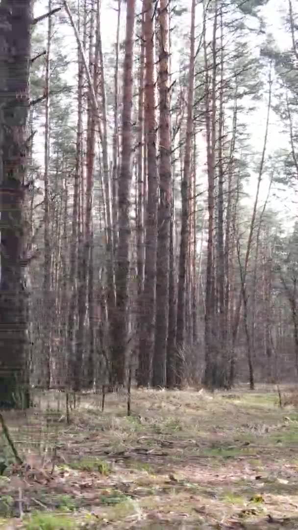 Вертикальное видео красивого лесного пейзажа — стоковое видео