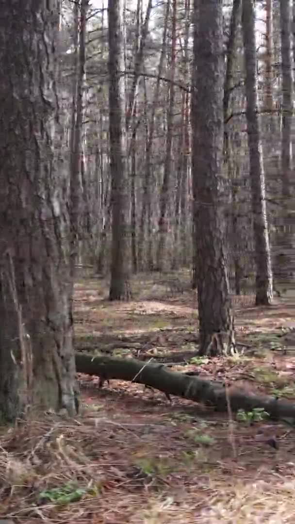 Vídeo vertical de hermoso paisaje forestal — Vídeo de stock