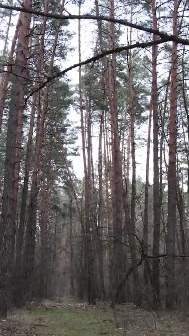 Vídeo vertical de hermoso paisaje forestal — Vídeos de Stock