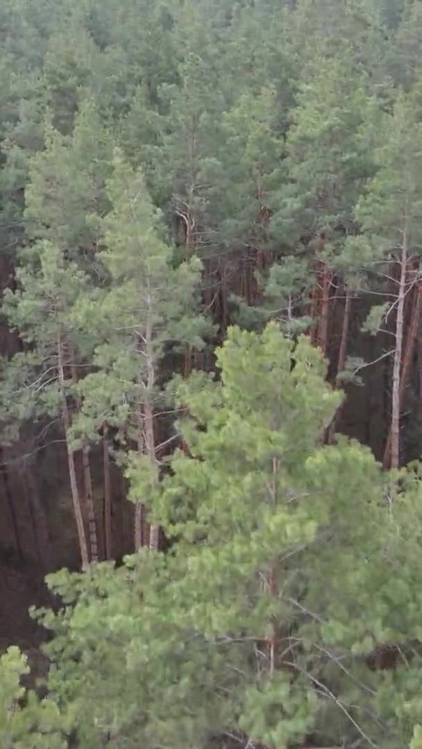 Вертикальное видео красивого лесного пейзажа — стоковое видео