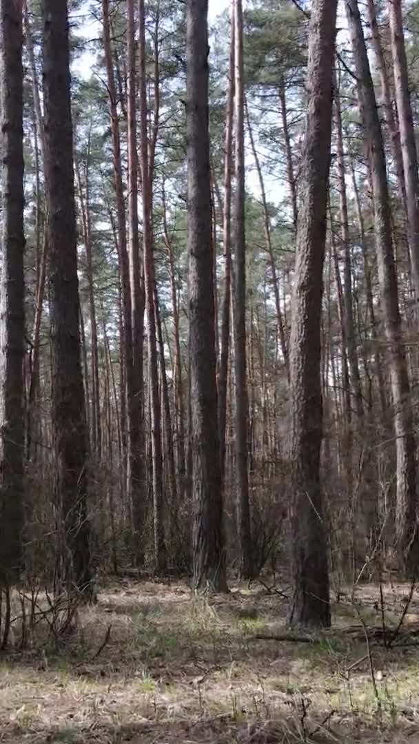 Vidéo verticale de beau paysage forestier