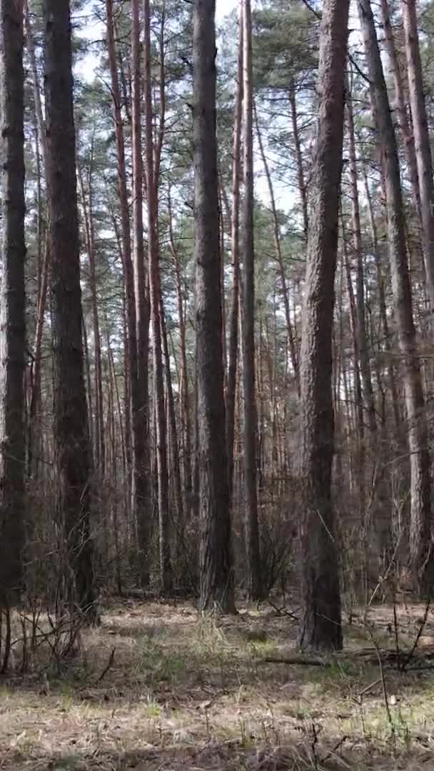 Pionowe wideo z pięknym krajobrazem lasu — Wideo stockowe