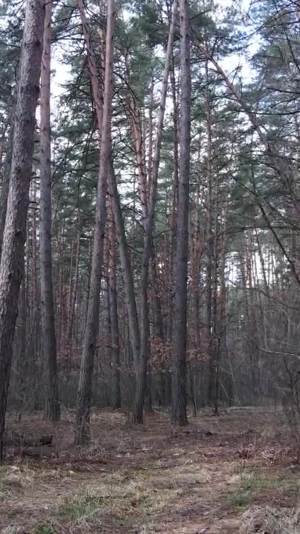 아름다운 숲 풍경을 담은 수직 영상 — 비디오