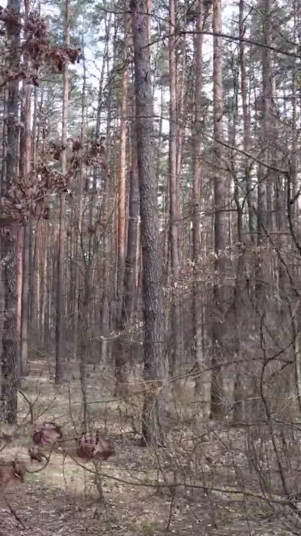 Vídeo vertical de hermoso paisaje forestal — Vídeo de stock