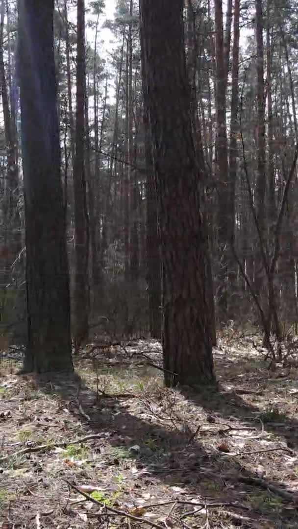 Függőleges videó gyönyörű erdő táj — Stock videók