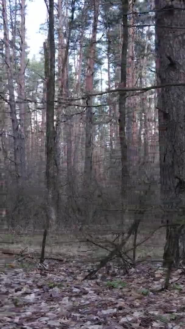 Vidéo verticale de beau paysage forestier