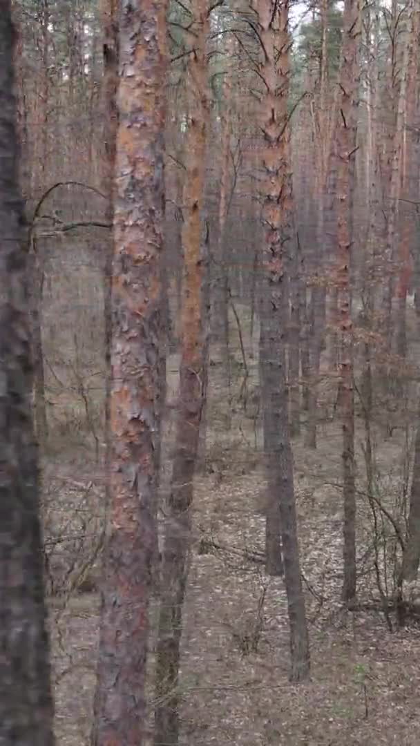 Függőleges videó gyönyörű erdő táj — Stock videók