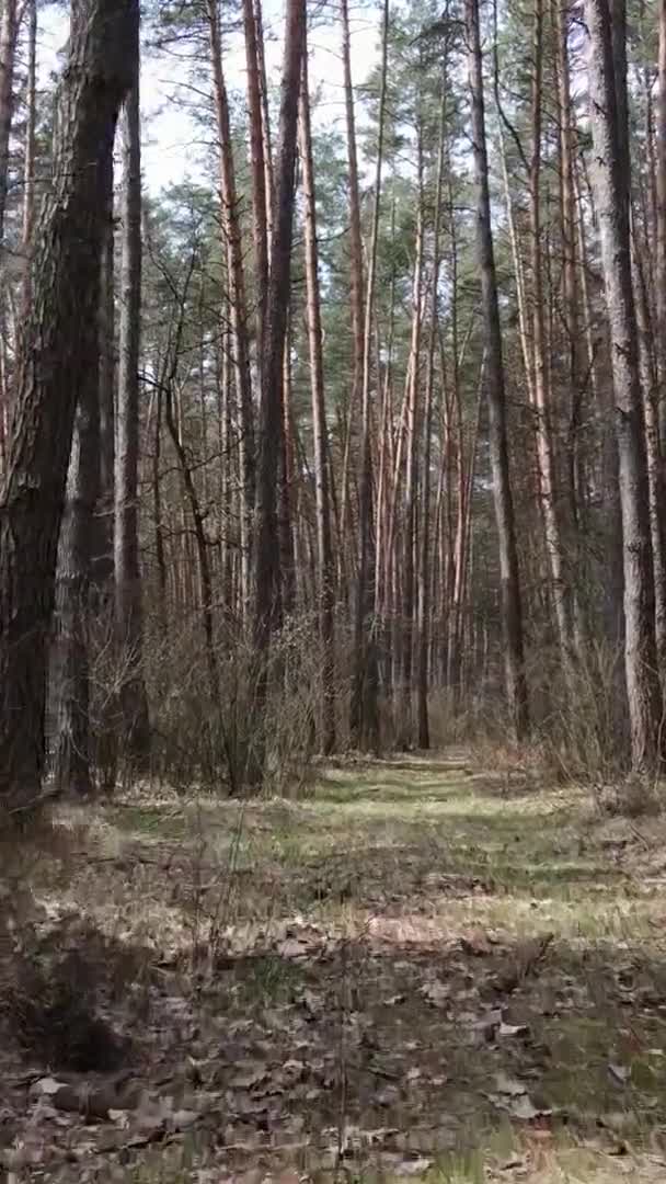 Vidéo verticale de beau paysage forestier