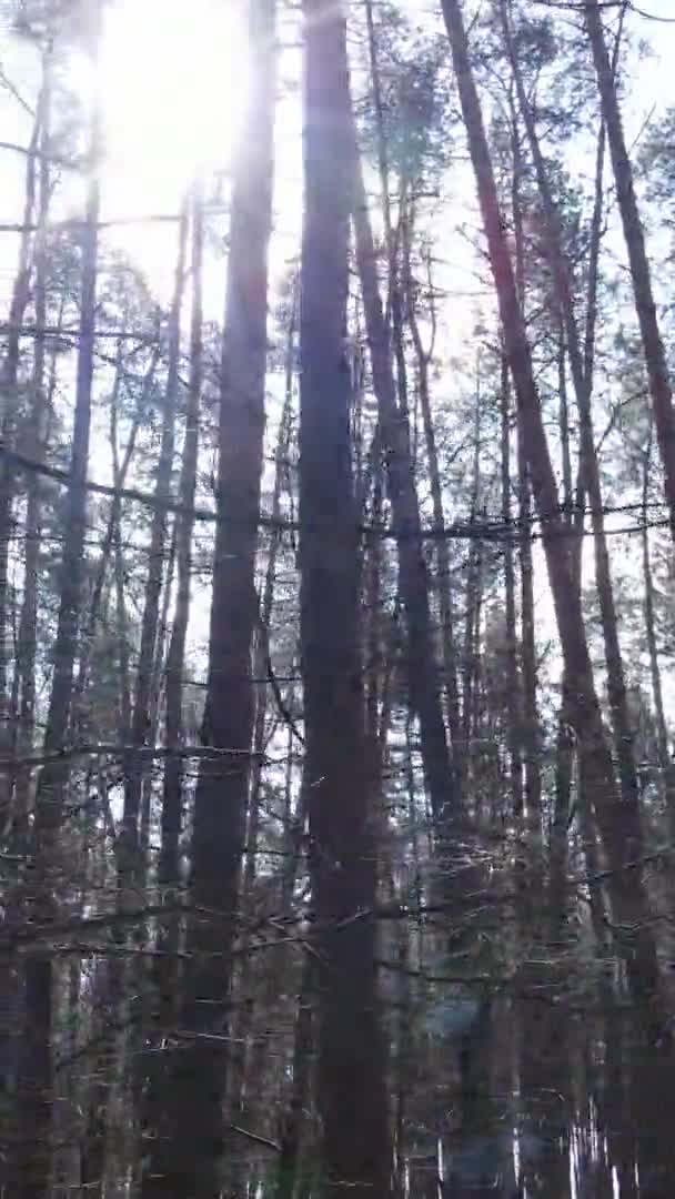 Vertikální video krásné lesní krajiny — Stock video