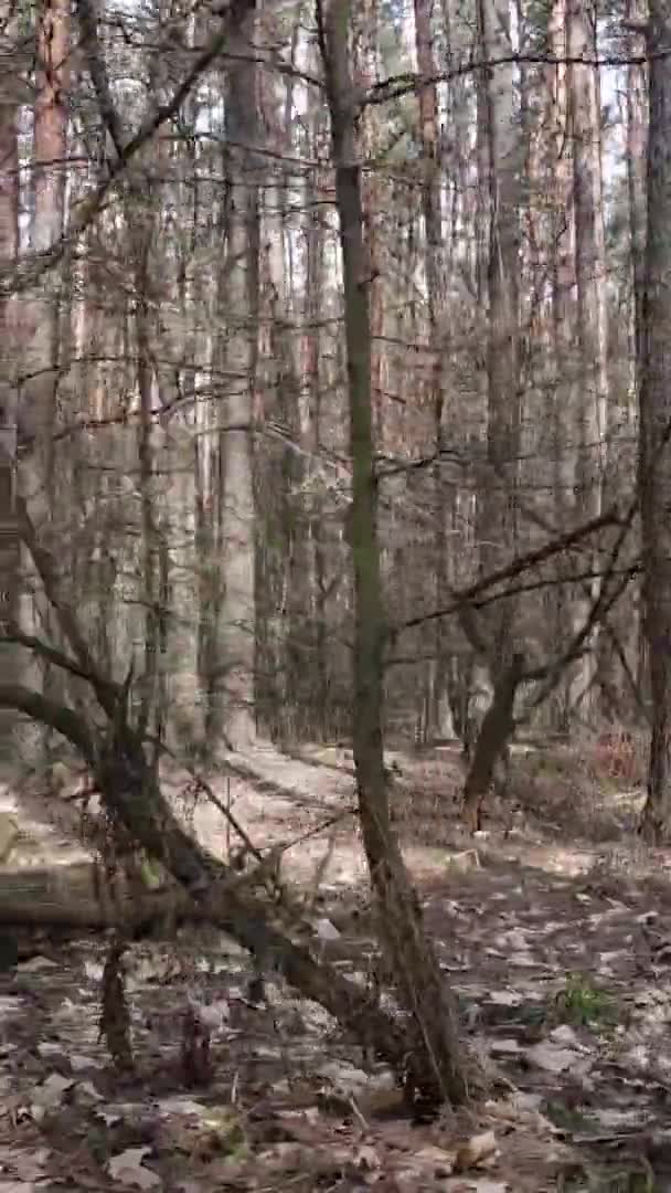 Vidéo verticale de beau paysage forestier — Video