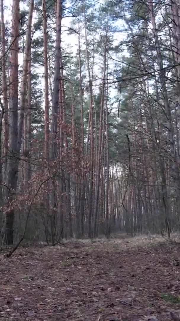Vidéo verticale de beau paysage forestier