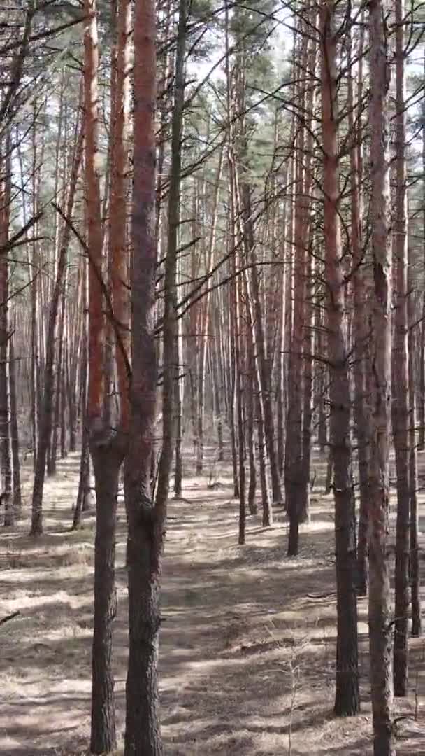 Video verticale di bellissimo paesaggio forestale — Video Stock