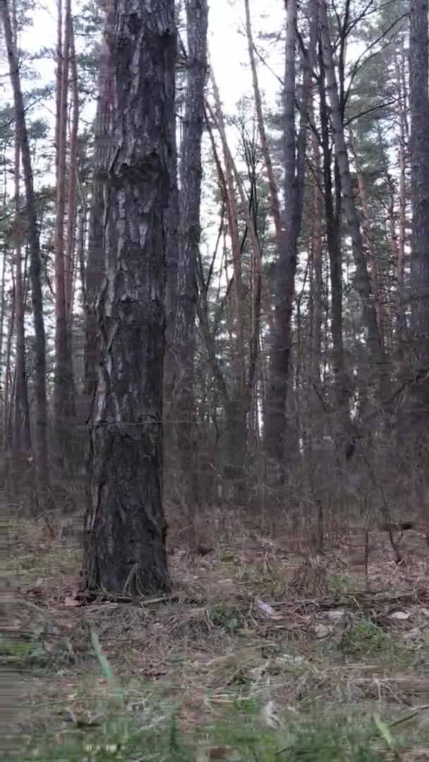 Vídeo vertical de bela paisagem florestal — Vídeo de Stock
