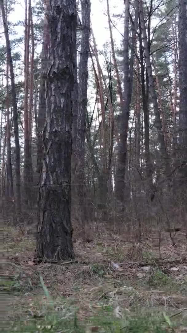 Вертикальное видео красивого лесного пейзажа — стоковое видео