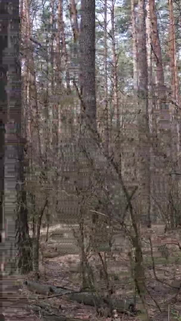 Vertical video of beautiful forest landscape — Stock Video