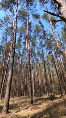 Orman manzarasının dikey videosu, yavaş çekim