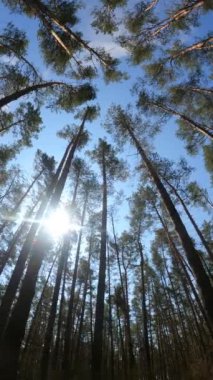 Orman manzarasının dikey videosu, yavaş çekim