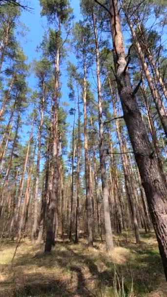 Вертикальное видео лесного пейзажа, замедленная съемка — стоковое видео