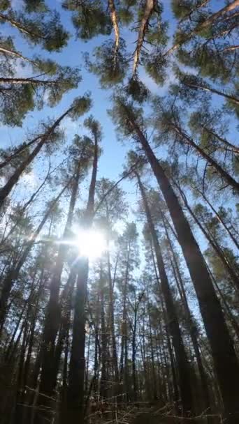 Vidéo verticale du paysage forestier, ralenti — Video