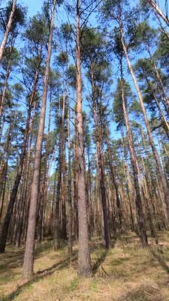 Vidéo verticale du paysage forestier, ralenti — Video