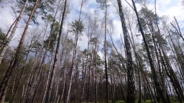 Bosque de abedul con abedules por la tarde — Vídeo de stock