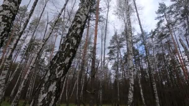 Березовый лес с березами в полдень — стоковое видео