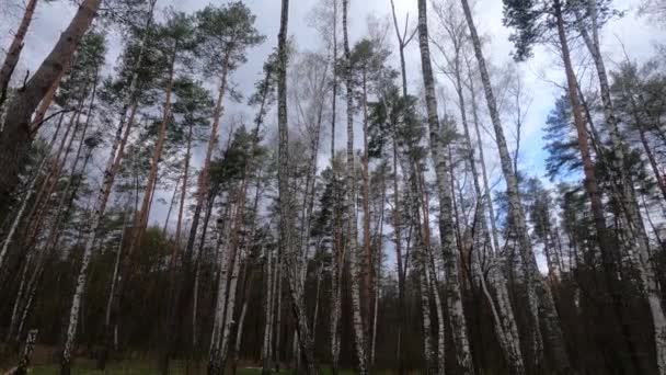 Foresta di betulla con betulle nel pomeriggio — Video Stock