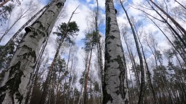 Foresta di betulla con betulle nel pomeriggio — Video Stock