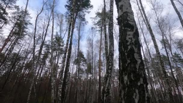 오후에는 자작나무가 있는 나무숲 — 비디오