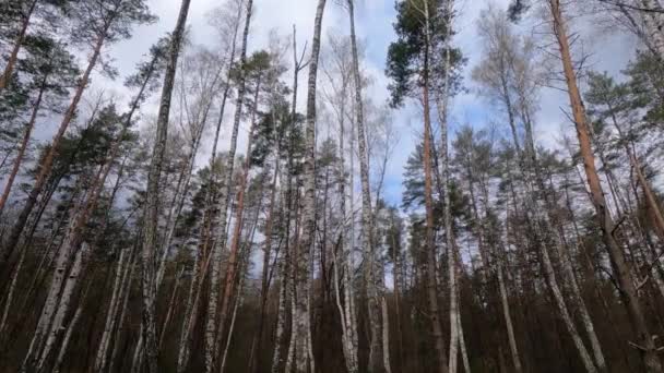 Foresta di betulla con betulle nel pomeriggio — Video Stock