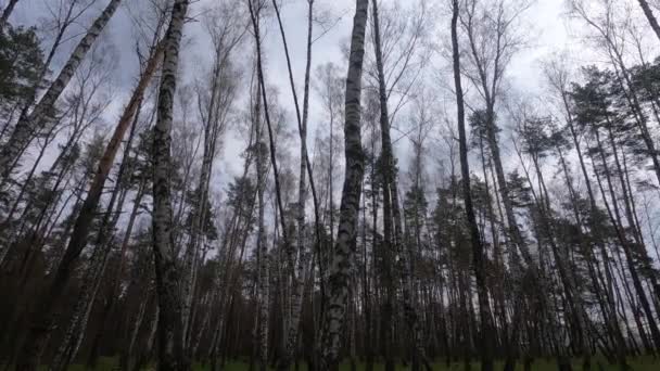 Lasy brzozowe z brzozami po południu — Wideo stockowe