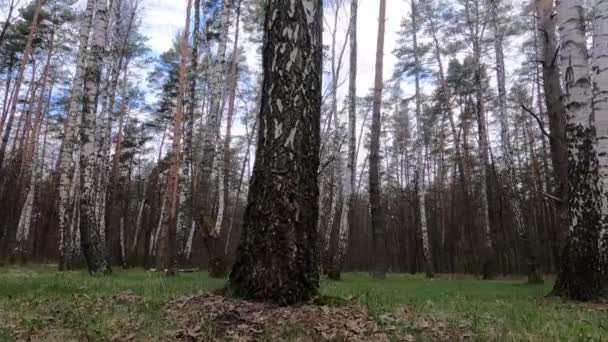 Bosque de abedul con abedules por la tarde — Vídeos de Stock