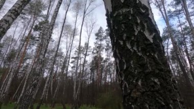 Öğleden sonra huş ağaçlarıyla dolu bir huş ağacı.