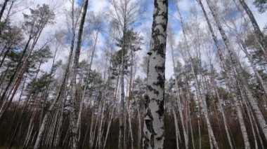 Öğleden sonra huş ağaçlarıyla dolu bir huş ağacı.
