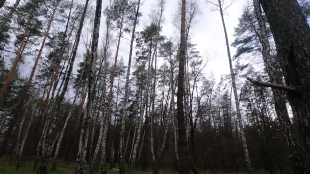 Березовый лес с березами в полдень — стоковое видео