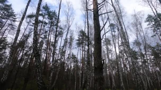 Bosque de abedul con abedules por la tarde — Vídeo de stock