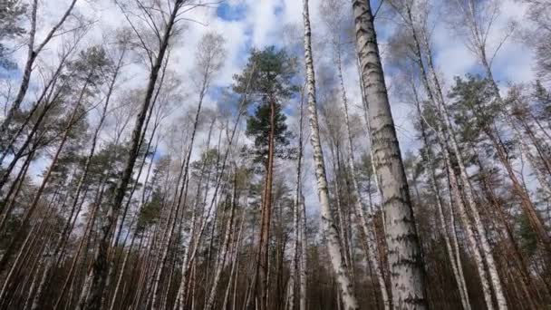 Nyírfa erdő nyírfákkal délután — Stock videók